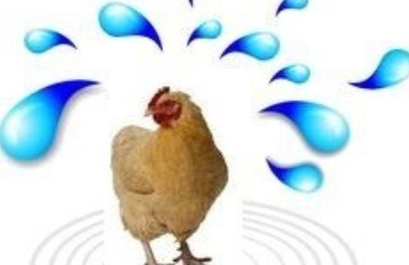 الظواهر الشائعة وتدابير تحسين الحرارة والبرودة في بيوت الدجاج